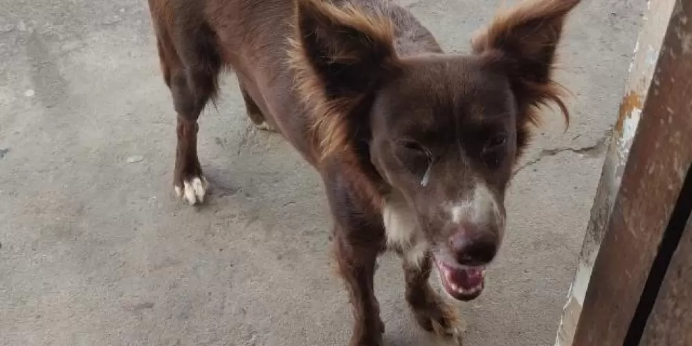 Imagem do grupo de WhatsApp Ong animais