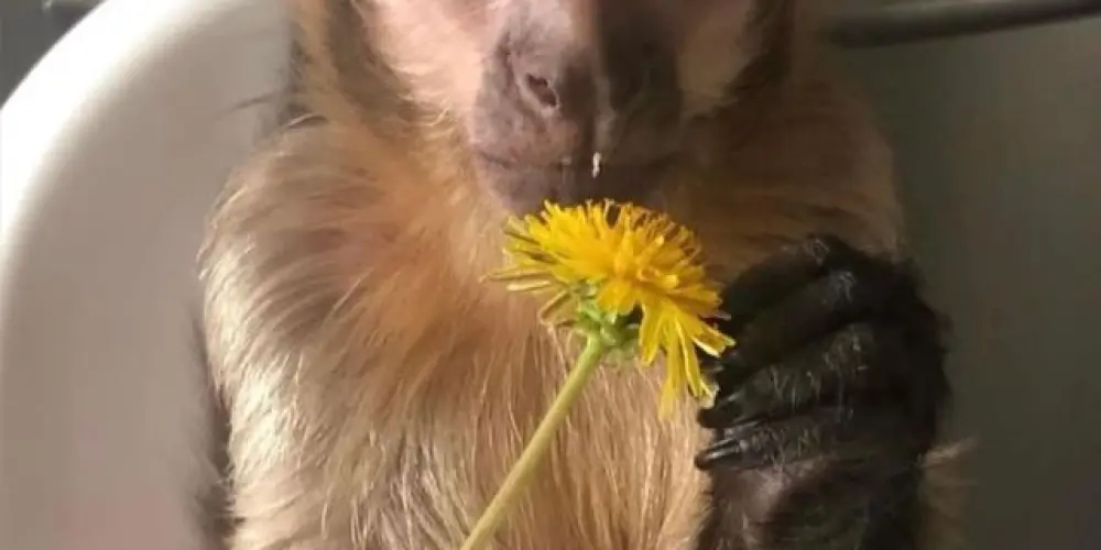 Imagem do grupo de WhatsApp only love