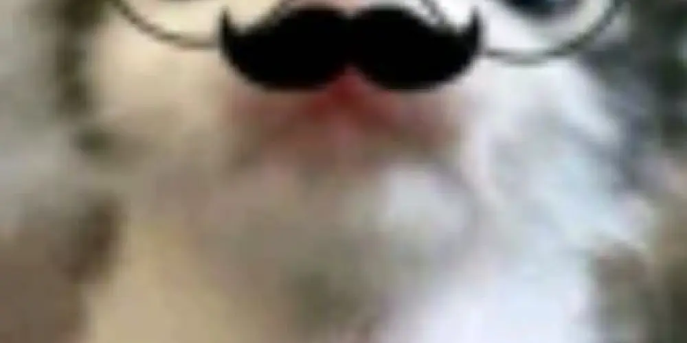 Imagem do grupo de WhatsApp Onlybests👻