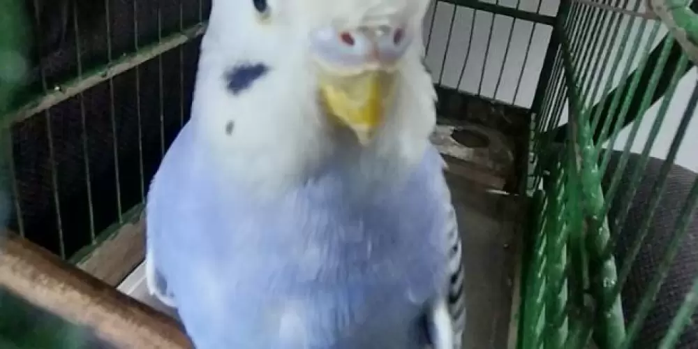 Imagem do grupo de WhatsApp OQIGAP %