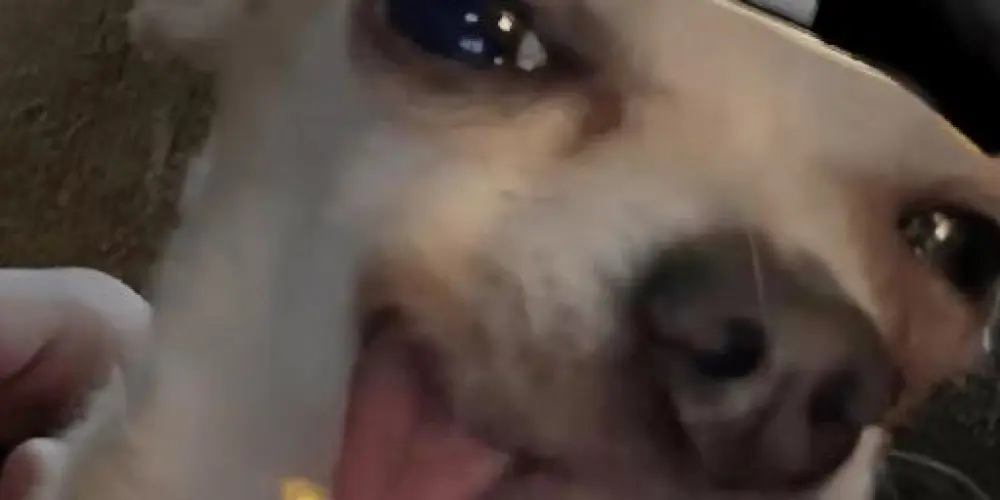 Imagem do grupo de WhatsApp OS 24 HORAS ON❗🫅🥷