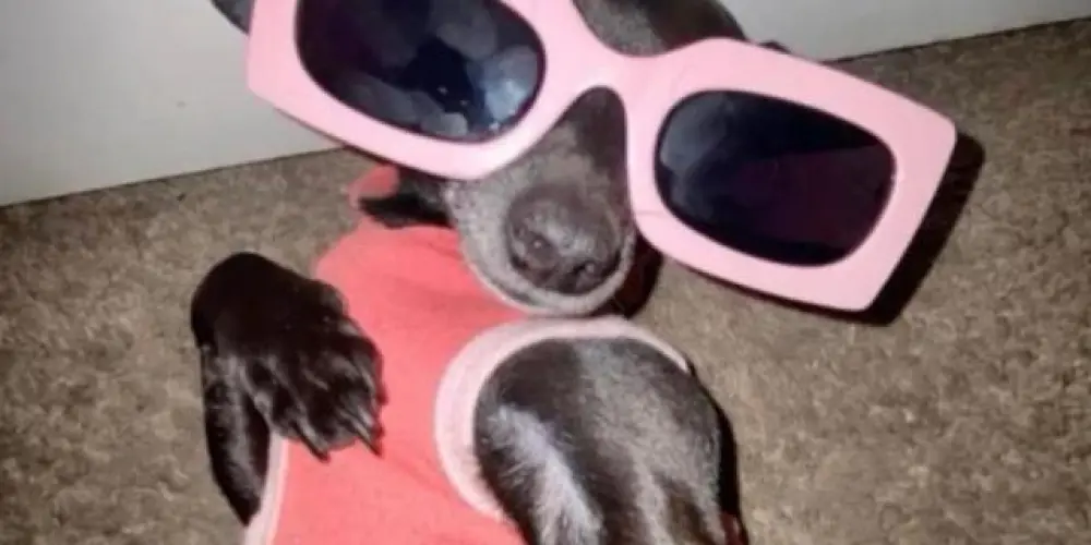 Imagem do grupo de WhatsApp 《Os 💯 ɴᴏᴄ̧ᴀ̃ᴏ》