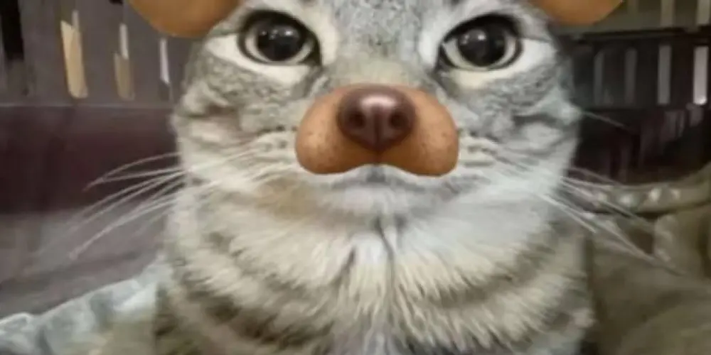 Imagem do grupo de WhatsApp Os amigos