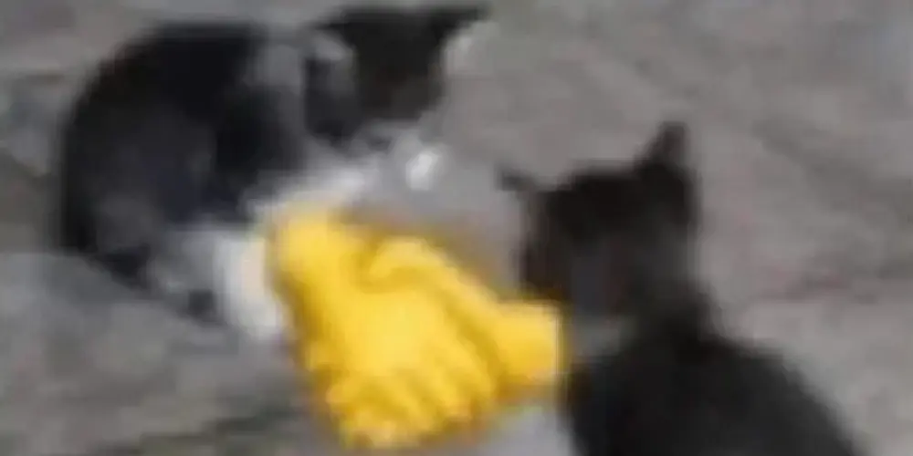 Imagem do grupo de WhatsApp Os Amigos Parceiros 🤝