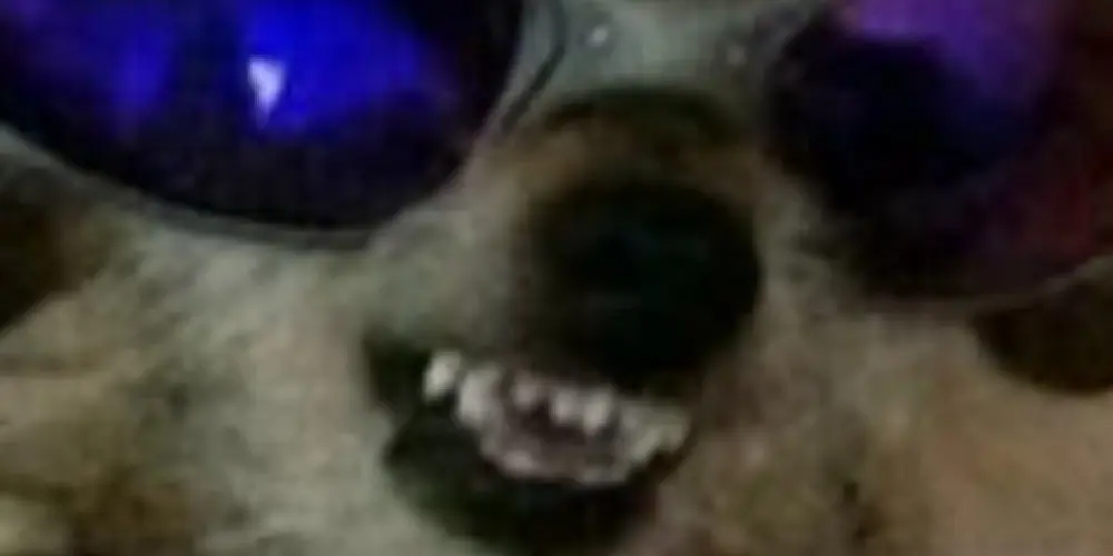 Imagem do grupo de WhatsApp Os cachorros vida loca