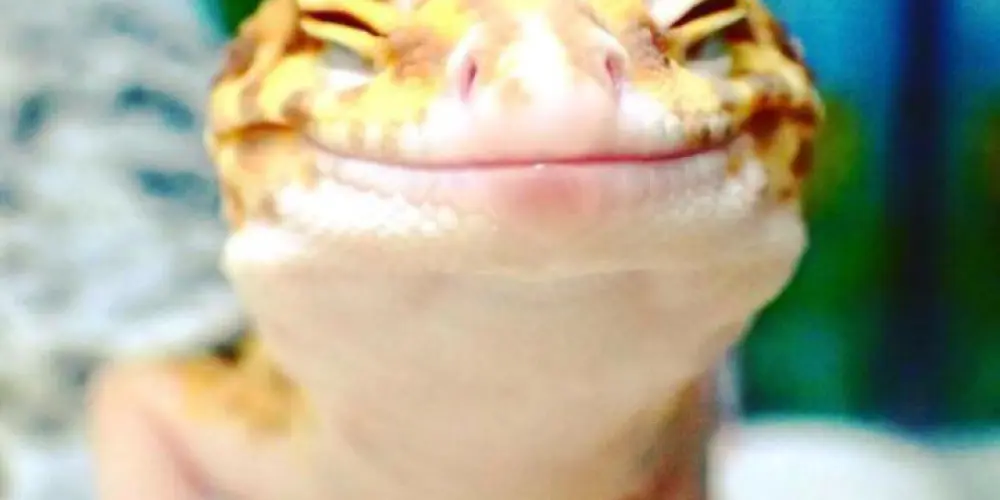 Imagem do grupo de WhatsApp Os calangos