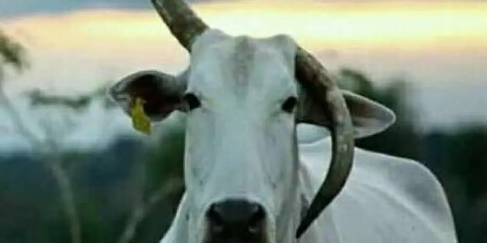 Imagem do grupo de WhatsApp Os Cornos 077🦬