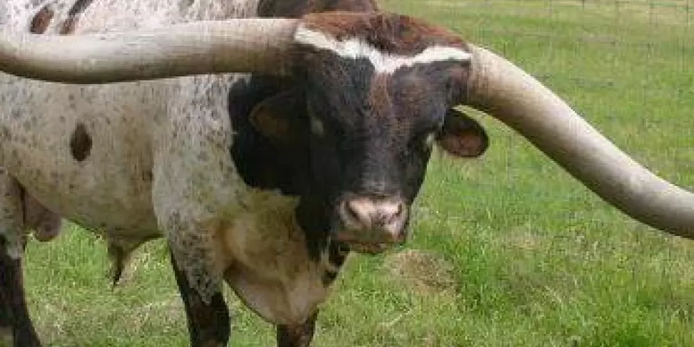 Imagem do grupo de WhatsApp Os cornos 🦬