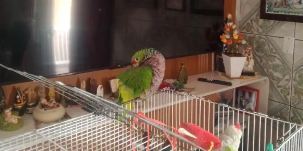 Imagem do grupo de WhatsApp Os cria do wahyu