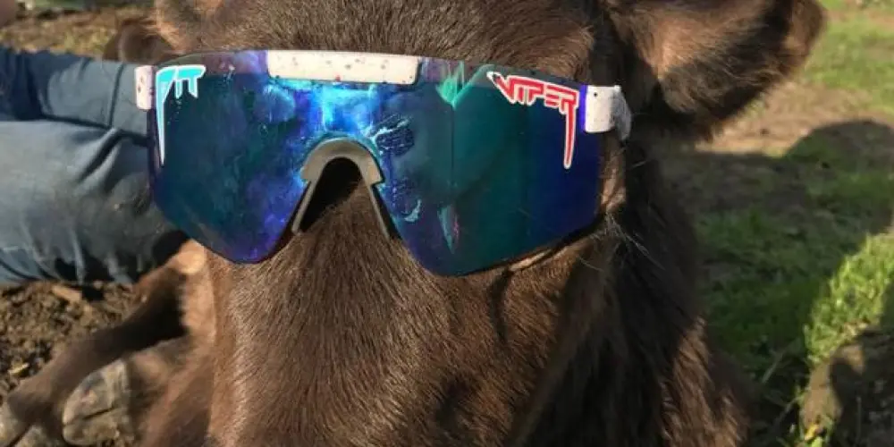 Imagem do grupo de WhatsApp Os De Goiás ☑️🌱