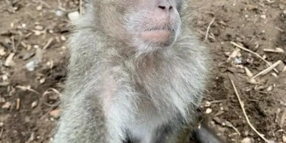 Imagem do grupo de WhatsApp Os de sempre