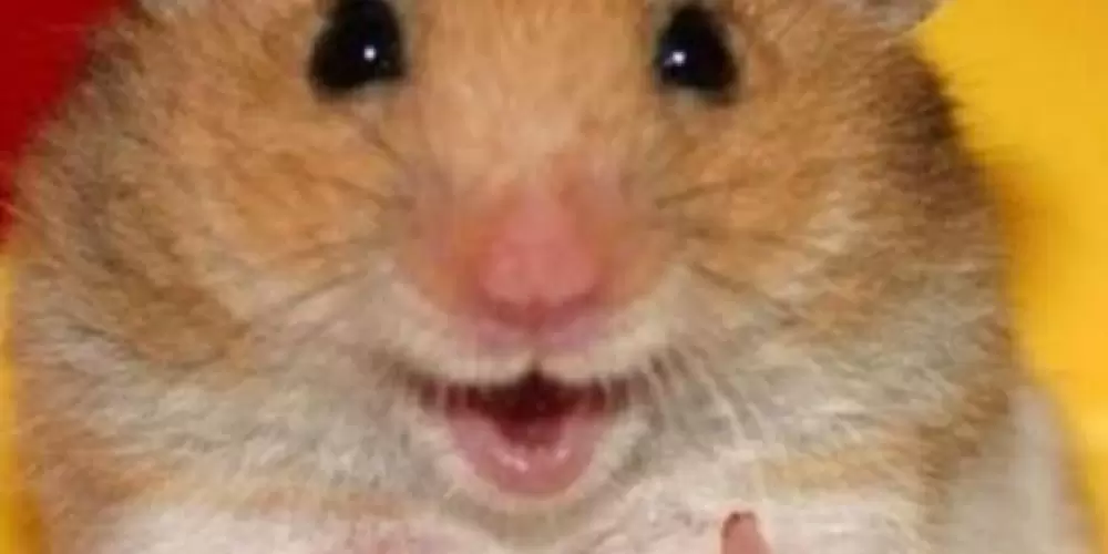 Imagem do grupo de WhatsApp Os derramado 🔥