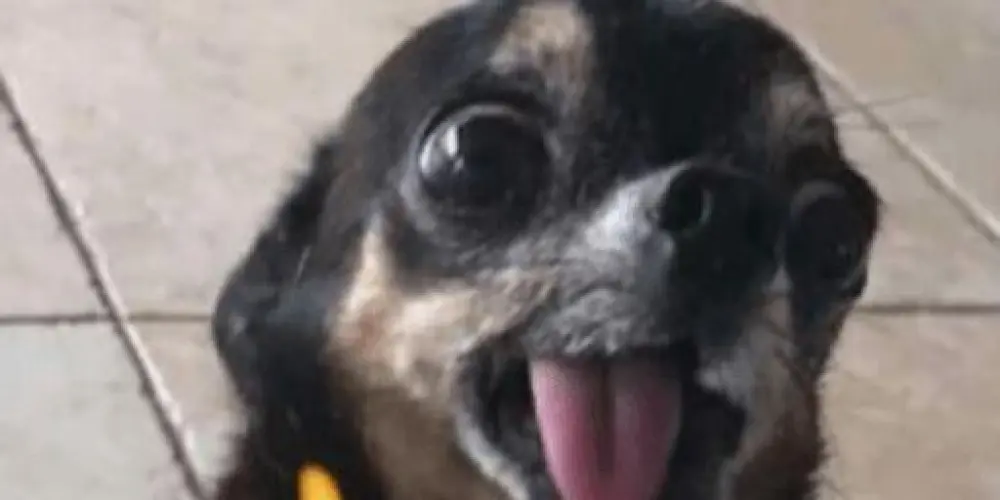 Imagem do grupo de WhatsApp Os desempregados 😜👍🏽