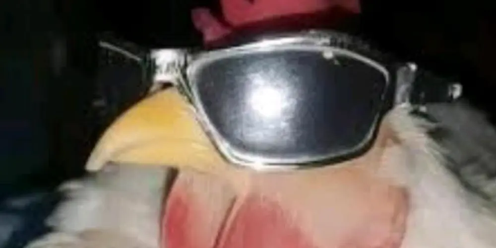 Imagem do grupo de WhatsApp Os desocupados🤪