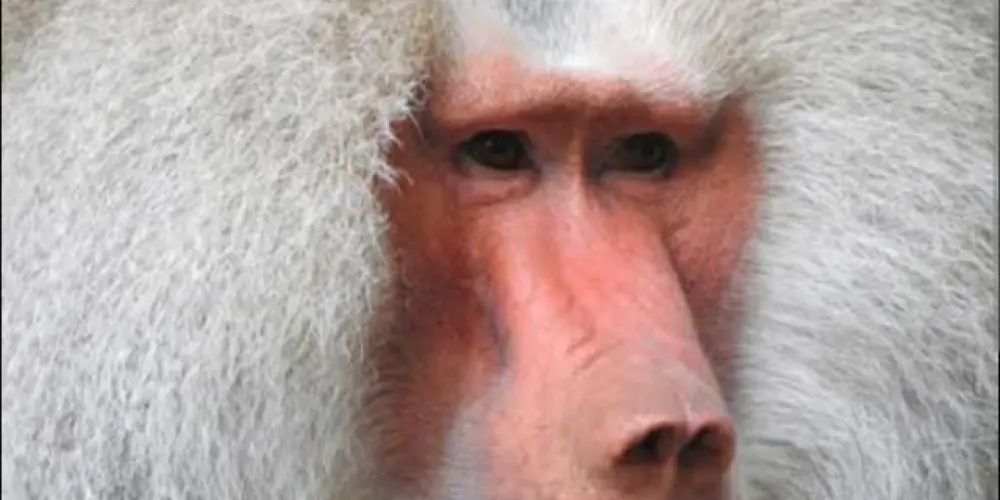 Imagem do grupo de WhatsApp Os encalhados 😝