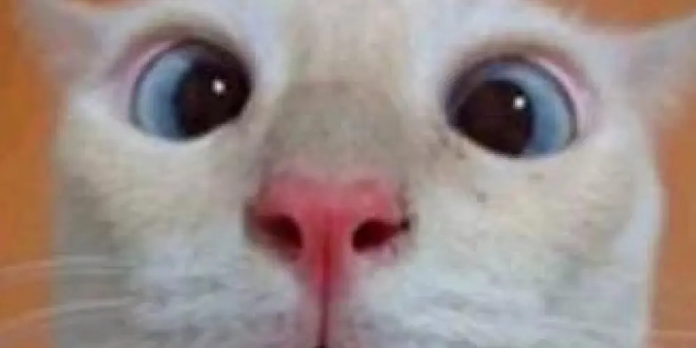 Imagem do grupo de WhatsApp OS ESQUIZOFRÊNICOS ☠️