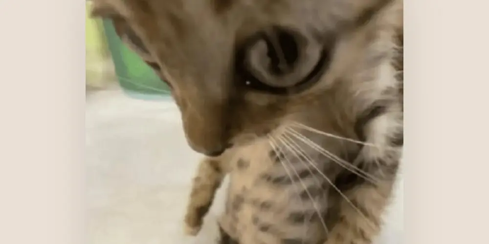 Imagem do grupo de WhatsApp Os farmadores de aura✋😜🤚