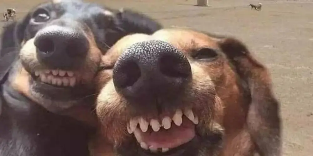 Imagem do grupo de WhatsApp OS FAROFEIROS 😏🫦