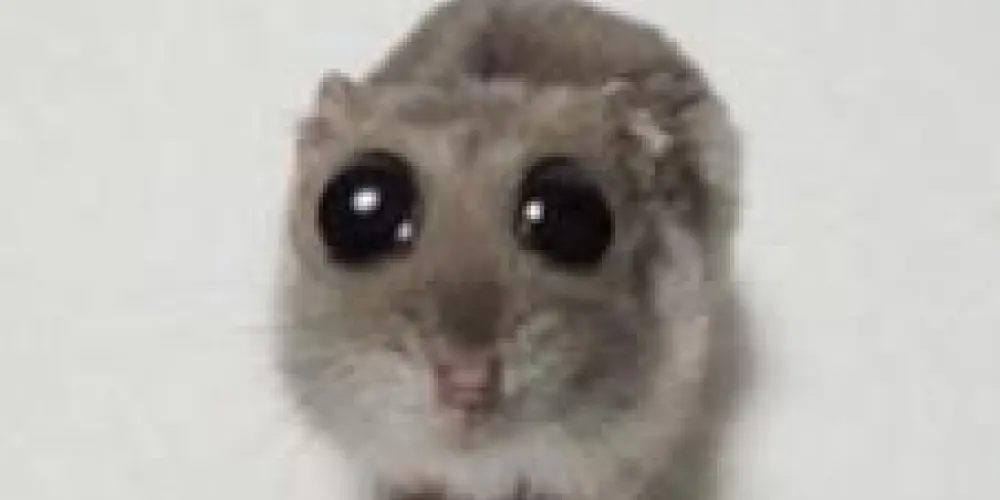 Imagem do grupo de WhatsApp Os 💯 juízo 📌