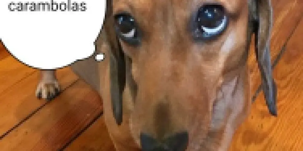 Imagem do grupo de WhatsApp Os Leônidas