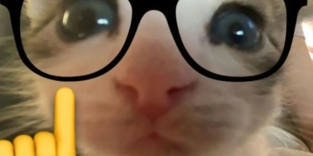 Imagem do grupo de WhatsApp Os loucos da web