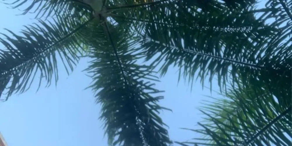 Imagem do grupo de WhatsApp Os MADRUGADORES DA MADRUGADA 🤣