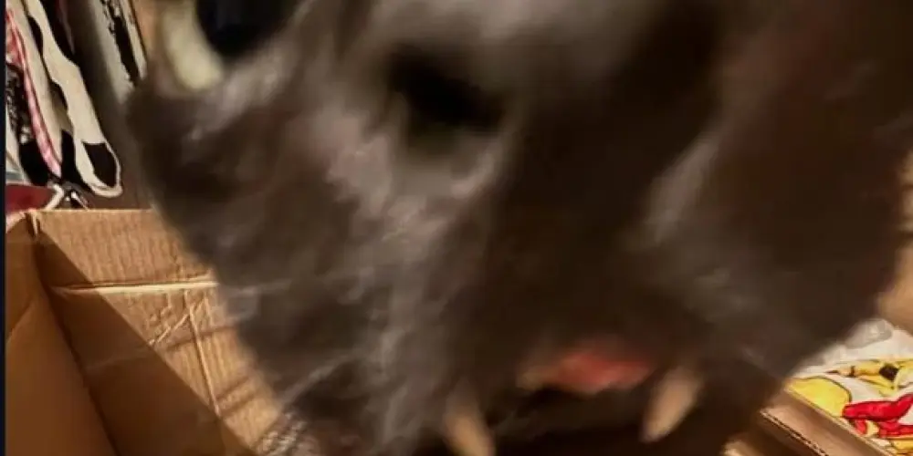 Imagem do grupo de WhatsApp Os mais mais