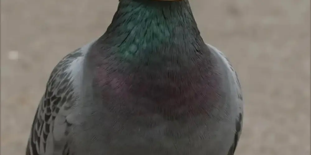 Imagem do grupo de WhatsApp Os malucos skkssk