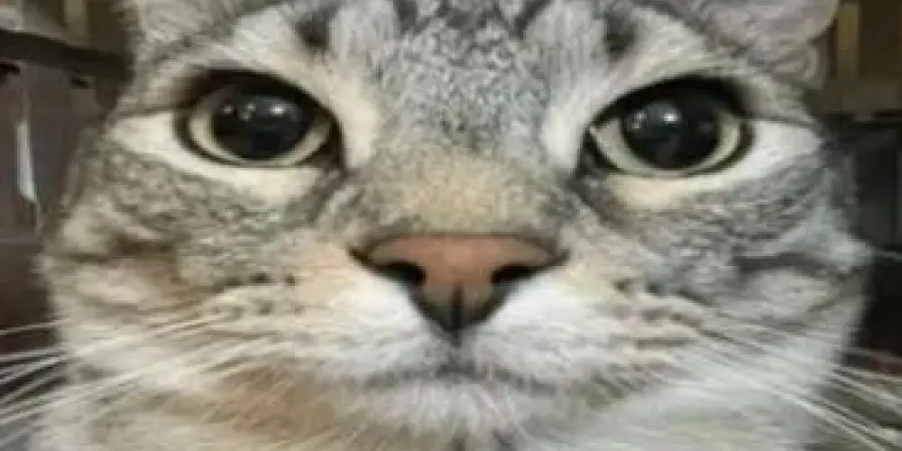 Imagem do grupo de WhatsApp Os manos