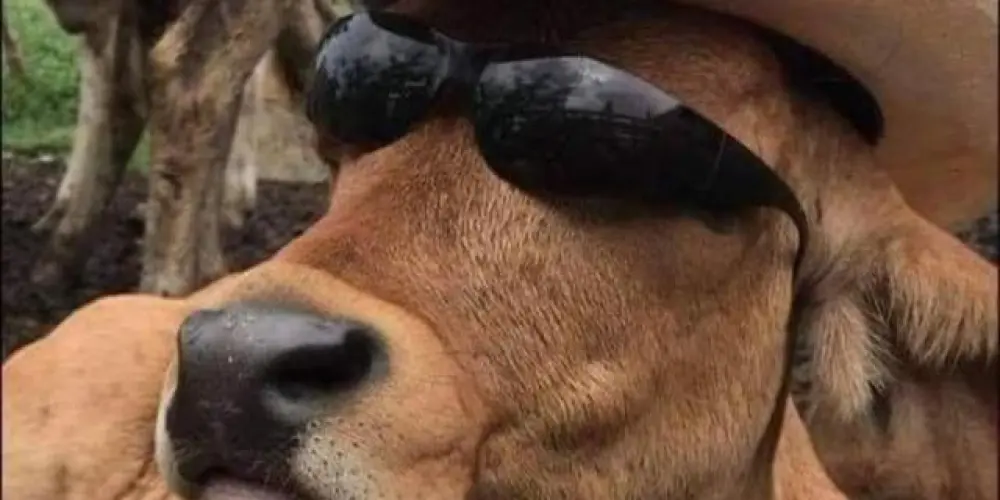 Imagem do grupo de WhatsApp Os mineirinho 🤠💚