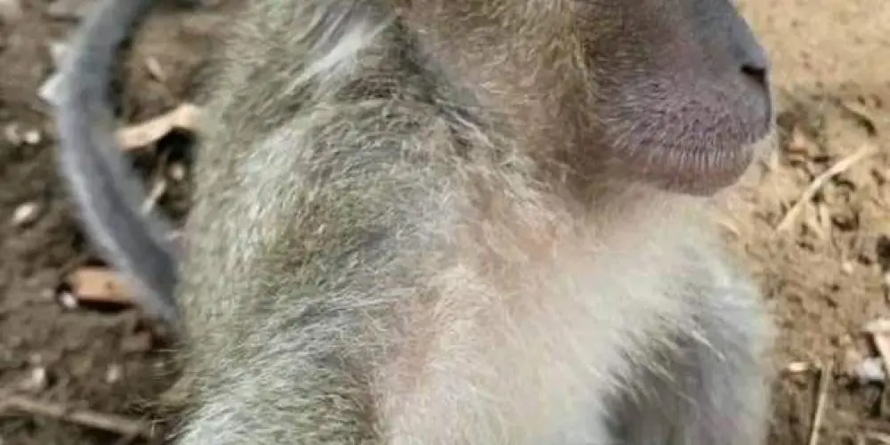 Imagem do grupo de WhatsApp Os mono bola