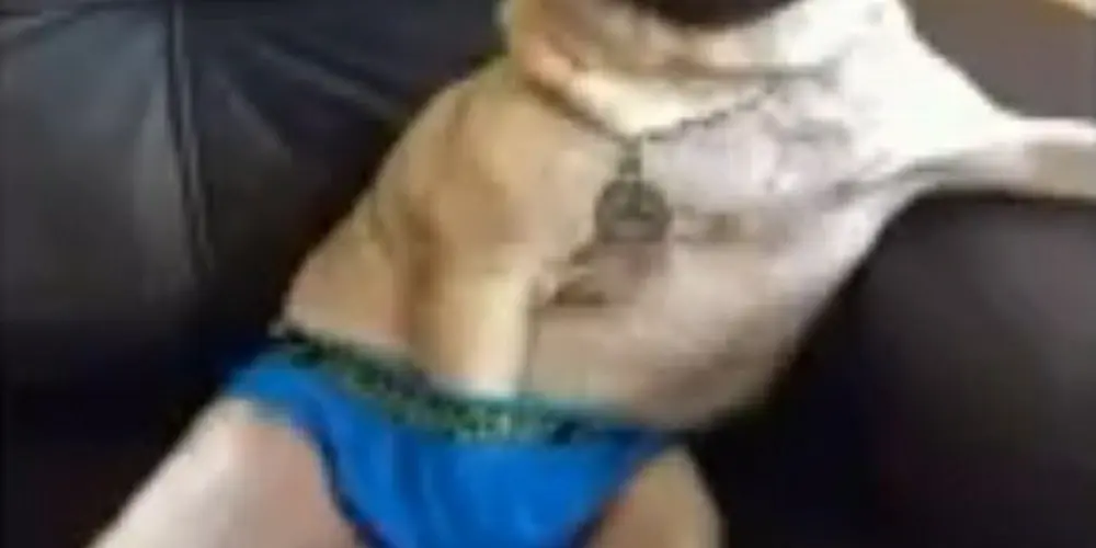 Imagem do grupo de WhatsApp Os monogâmicos