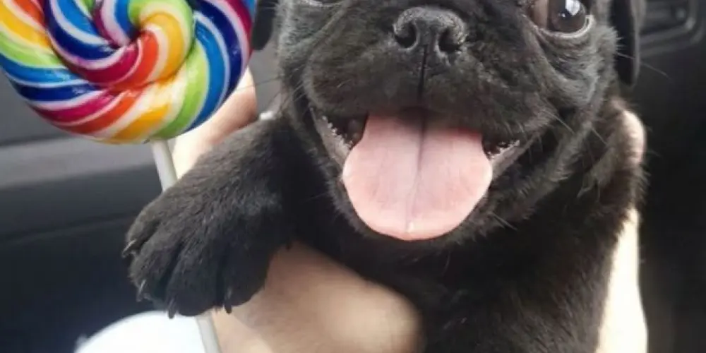 Imagem do grupo de WhatsApp os 💯 noção