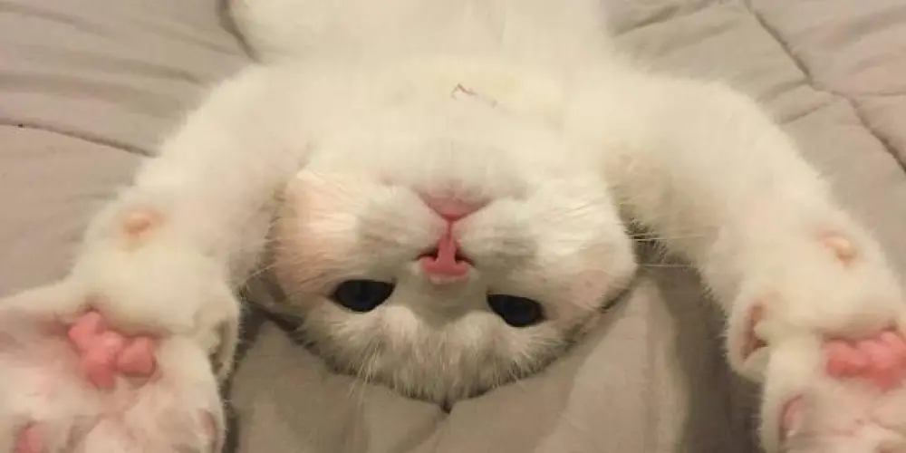 Imagem do grupo de WhatsApp Os PCD😎🤙🏽