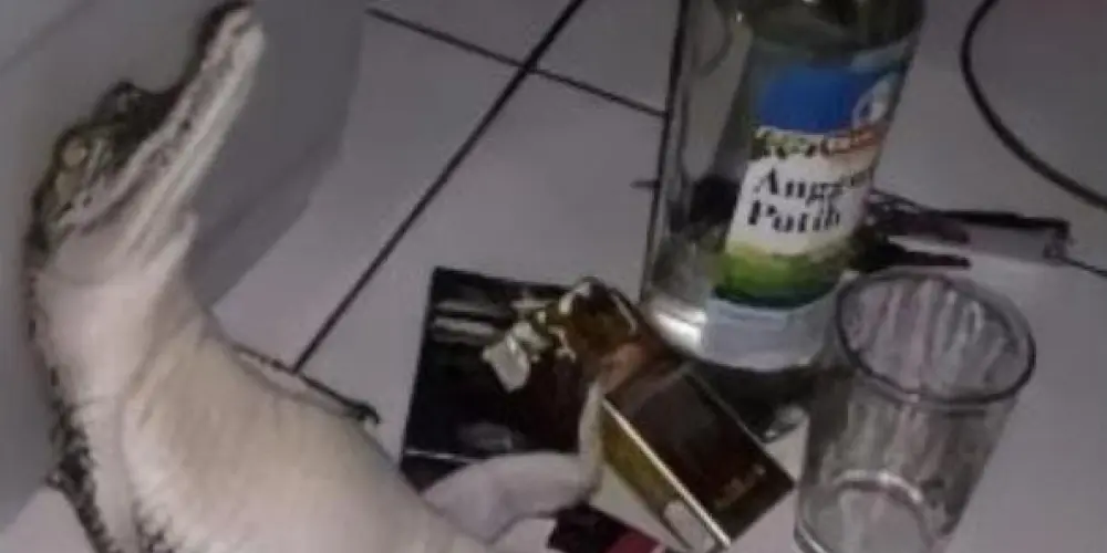 Imagem do grupo de WhatsApp Os pinrigueijos