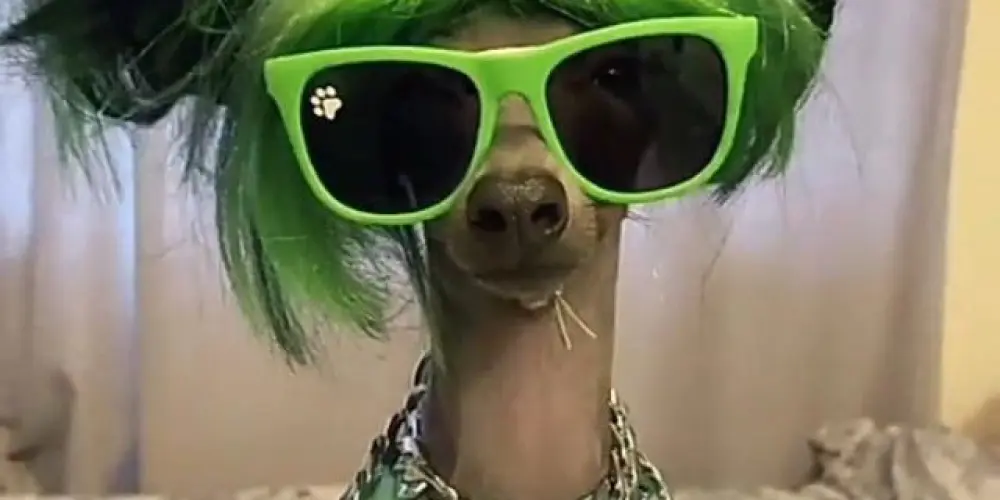 Imagem do grupo de WhatsApp os presuntos