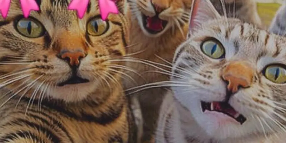 Imagem do grupo de WhatsApp 🎀Os presuntos 🎀 TBC