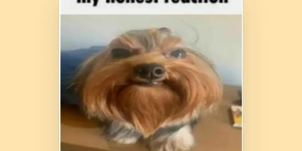 Imagem do grupo de WhatsApp Os protagonista 💯