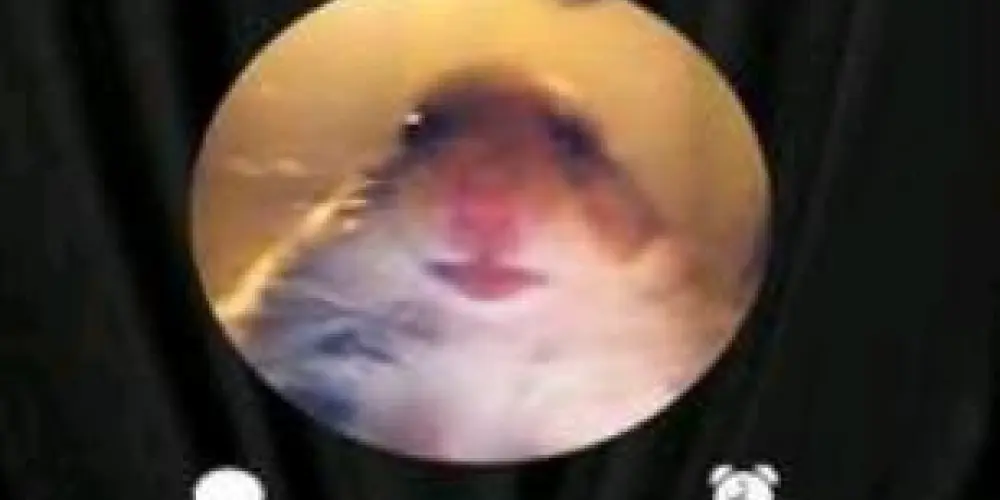 Imagem do grupo de WhatsApp Os renegados 😈