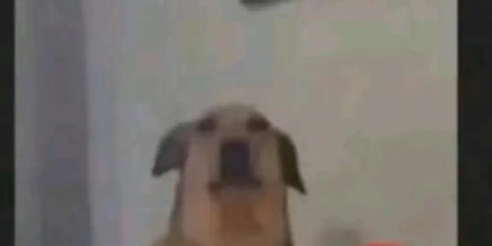 Imagem do grupo de WhatsApp Os renegados 😈