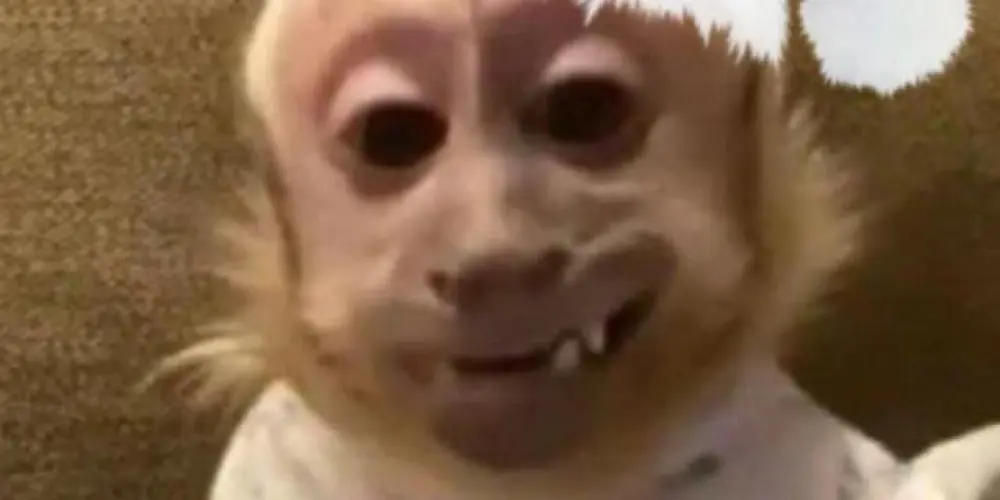 Imagem do grupo de WhatsApp Os ɱɑsʠʋeicσs 😈