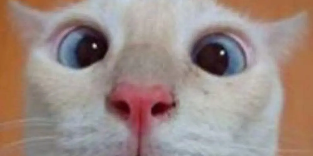 Imagem do grupo de WhatsApp OS SEM LIMITES 👅👀🤯