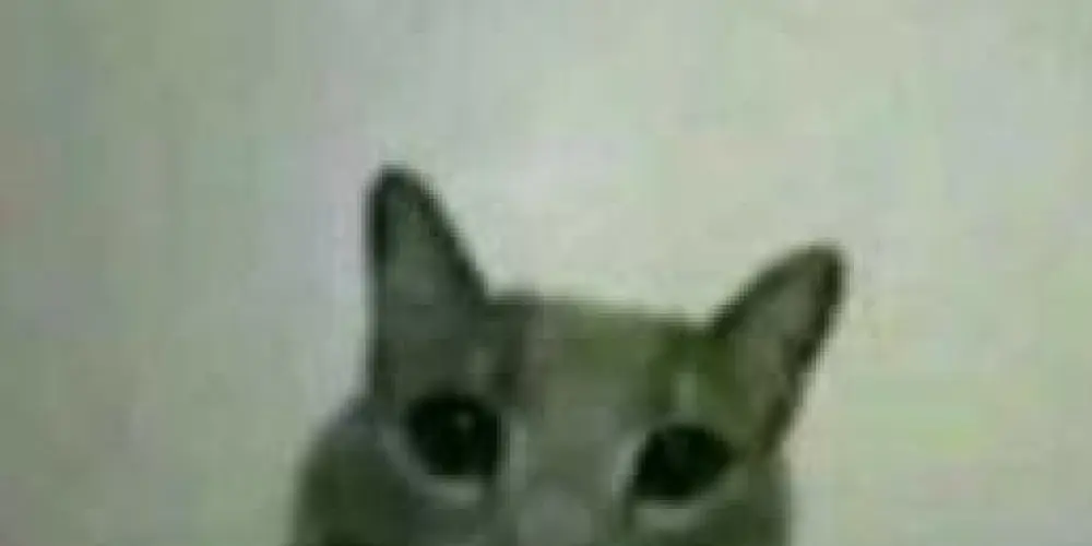 Imagem do grupo de WhatsApp Os separáveis 🕊️