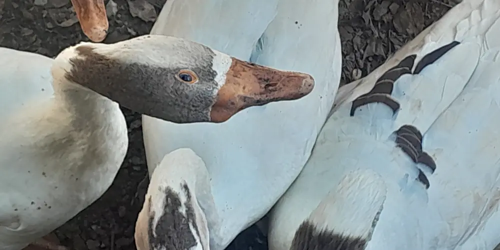 Imagem do grupo de WhatsApp os tops✨🤸🏻💩🤩