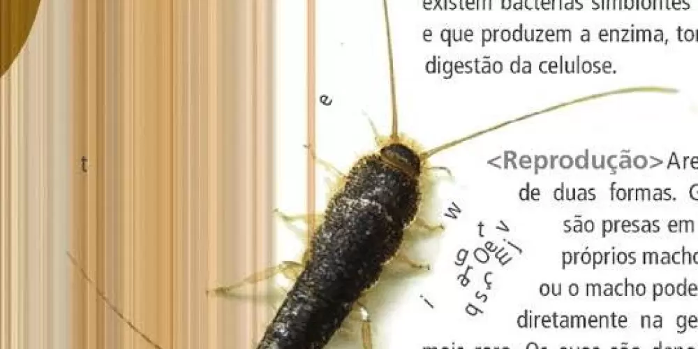 Imagem do grupo de WhatsApp Os traças