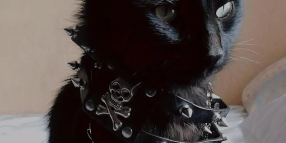 Imagem do grupo de WhatsApp Os Vampirinhos