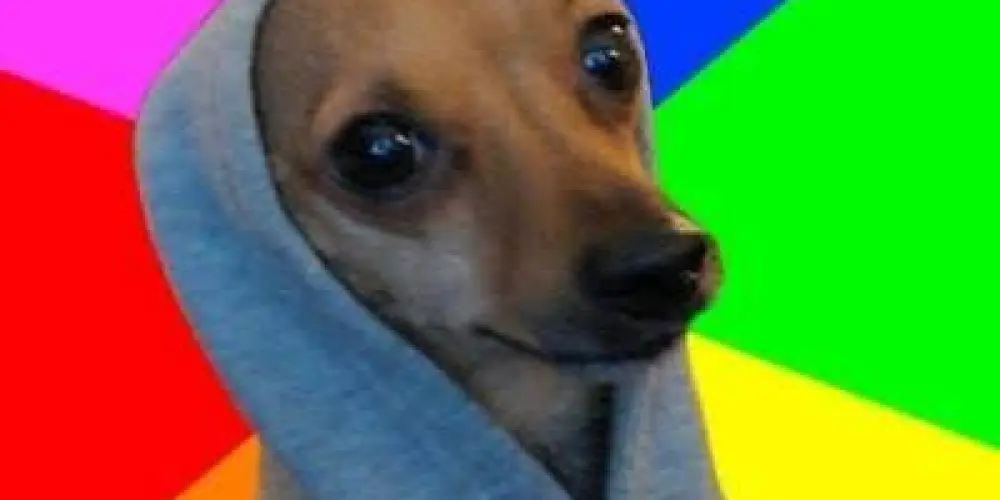 Imagem do grupo de WhatsApp Os zoeiros memes