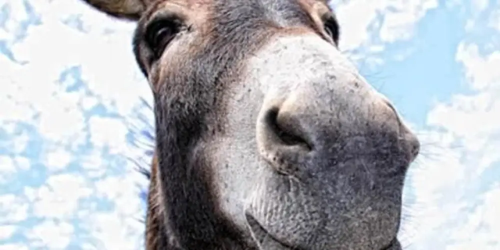 Imagem do grupo de WhatsApp ꧁ঔৣ☬✞ COMÉDIAS ✞☬ঔৣ꧂