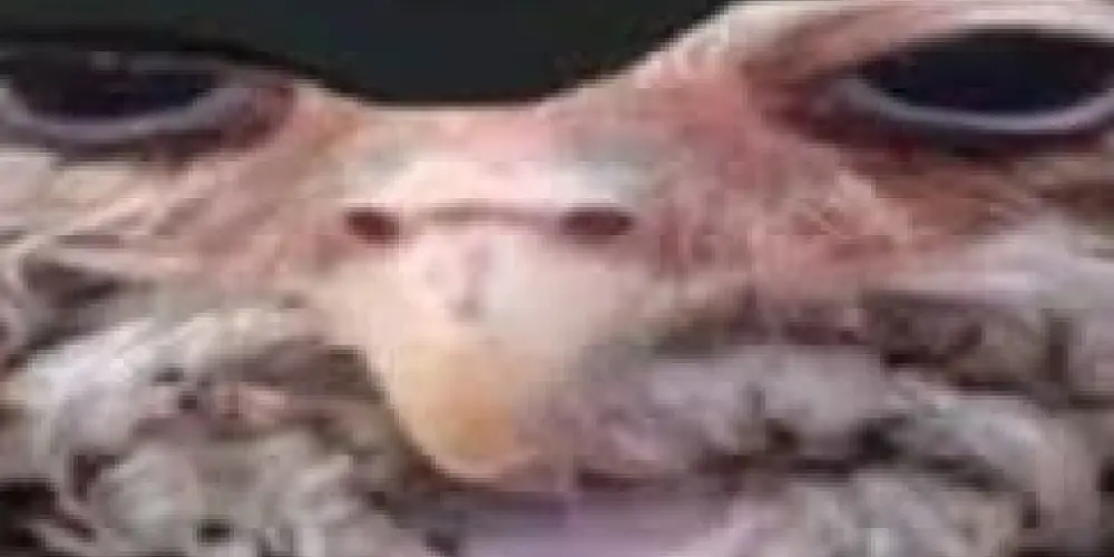 Imagem do grupo de WhatsApp ঔৣ͜͡➳令𝚴𝐄𝐖  ORDEM 🔥፝⃟ ꙳ 🇧🇷