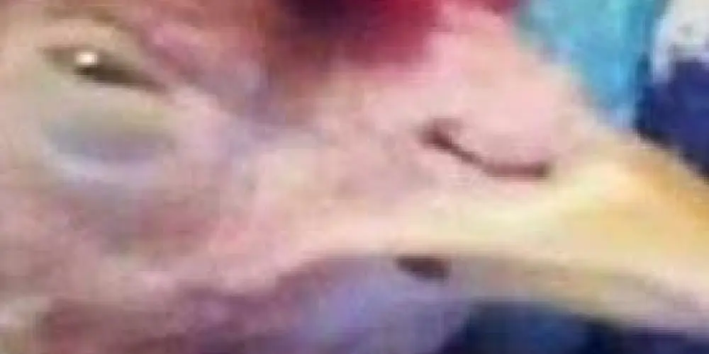 Imagem do grupo de WhatsApp ঔৣ͜͡➳令𝚴𝐄𝐖  ORDEM 🔥፝⃟ ꙳ 🇧🇷